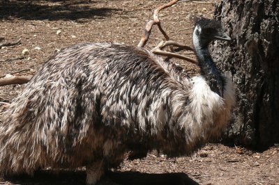 Melbourne-Australia Zoo 130.jpg