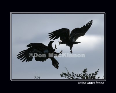 birds