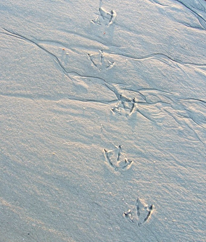 sand prints