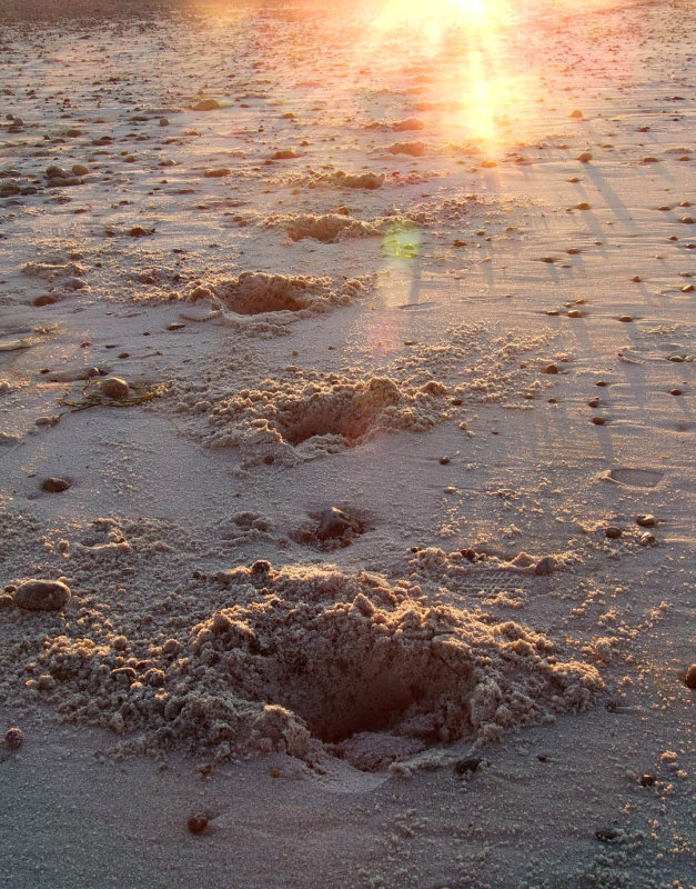 hoof prints to the sun