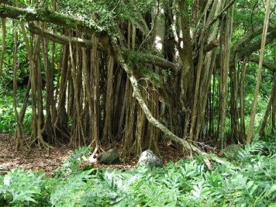 banyan tree