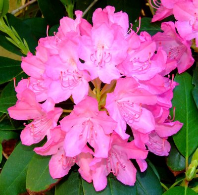 Flowers