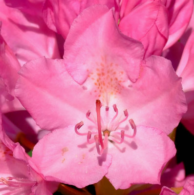 rhodedendrum close-up