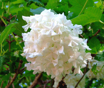 unknown flowering tree