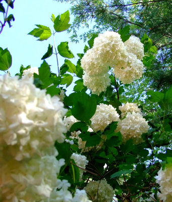 unknown flowering tree