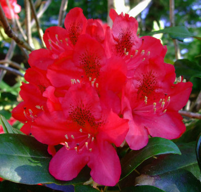 rhodedendrums