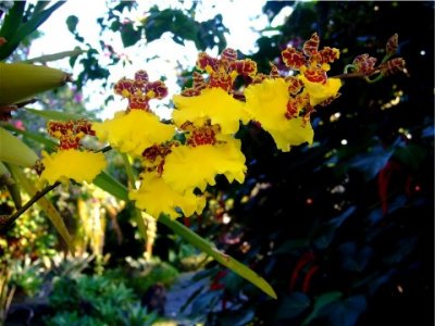 flowers in Hawaii