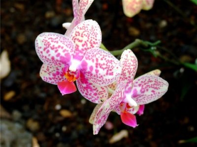 unknown flowers in Hawaii