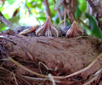 three little birds