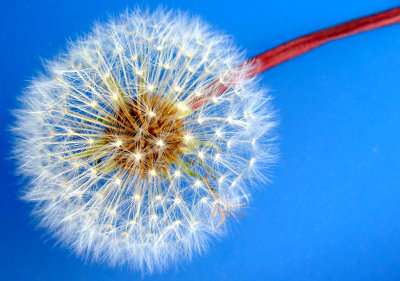 dandelion