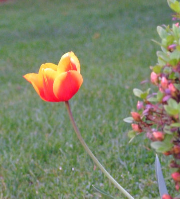 flower - day
