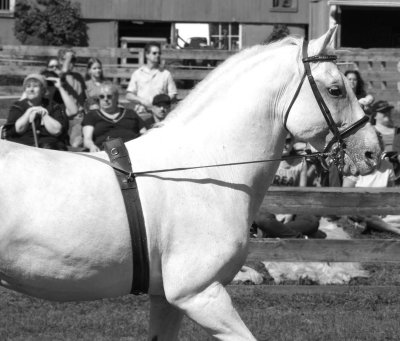 lipizzan stallion