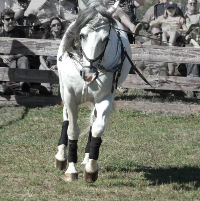 young stallion
