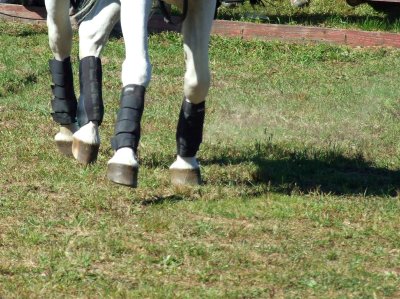 haunches in