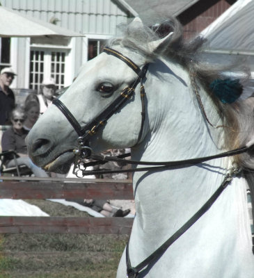 Lipizzan stallion