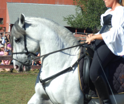 canter