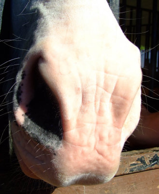 nosey