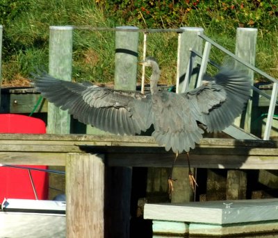 harbor bird
