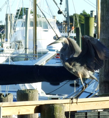 harbor bird