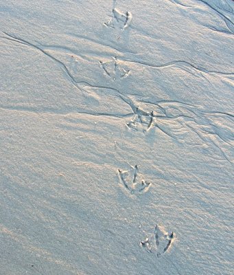 sand prints