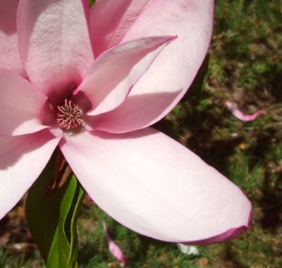 tree flower
