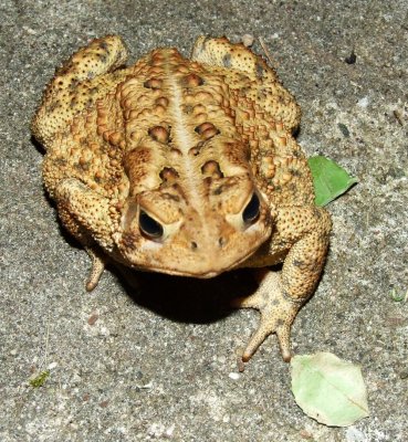 toad