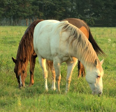 2 horses 67.jpg