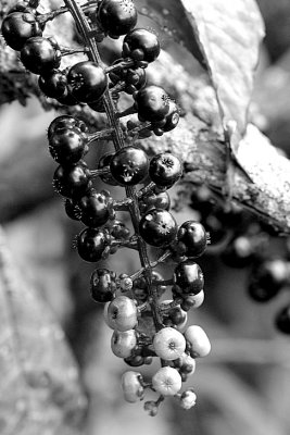Berries-BW-004a.JPG