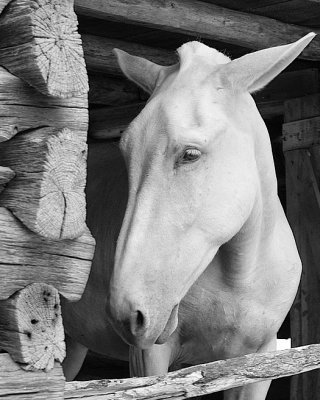 White horse 20a.JPG