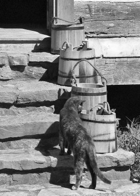 Cat 26a BW.JPG