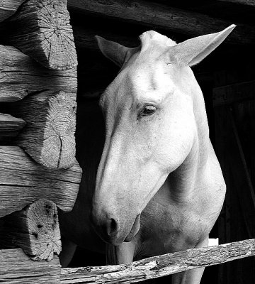 Old White Lightenin.JPG