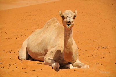 Wahiba Camel