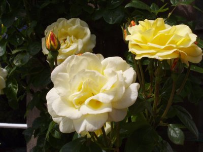 RIMG0136.jpg