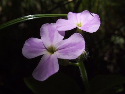 RIMG0343.jpg