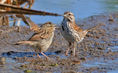 Song sparrow