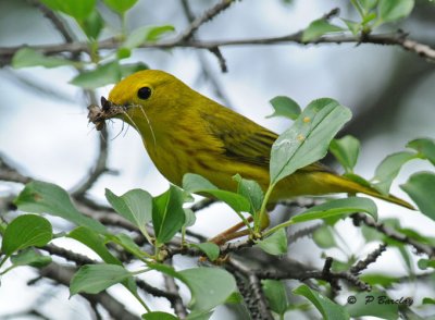 Yellow warbler (m)
