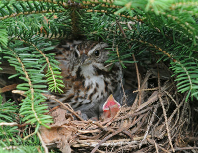 Song sparrow