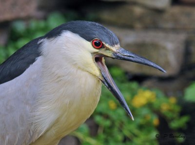 Black-crowned night-heron (m)