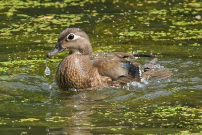 Wood duck (f)