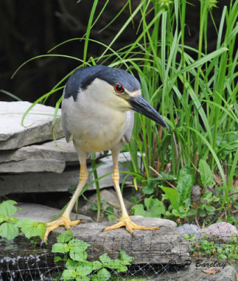 Black-crowned night-heron (m):  SERIES 2