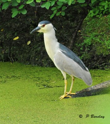 Black-crowned night-heron (m)