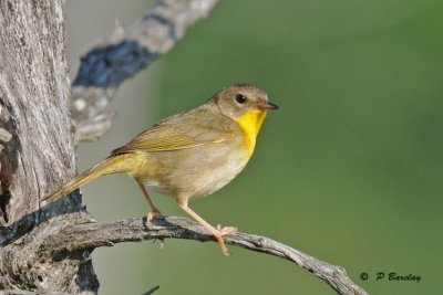 Common yellowthroat (f)