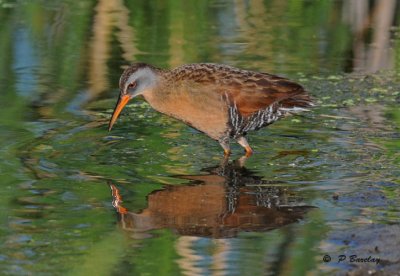 Virginia rail