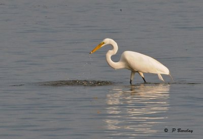 Great egret:  SERIES