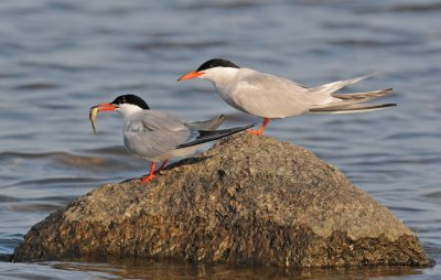 Common tern