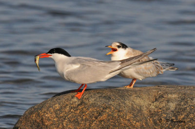 Common tern