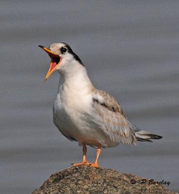 Common tern (juv):  SERIES