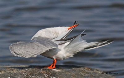 Common tern:  SERIES