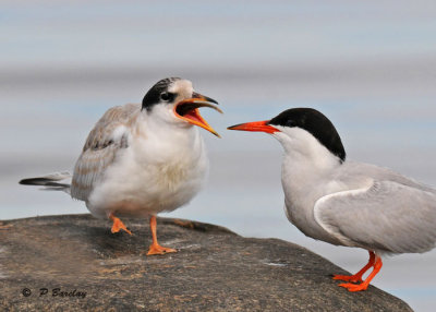 Common tern