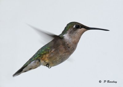 Ruby-throated hummingbird (f)